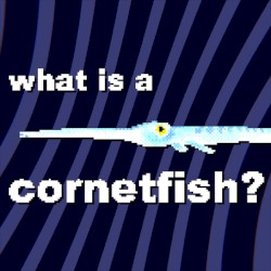 what is a cornetfish?