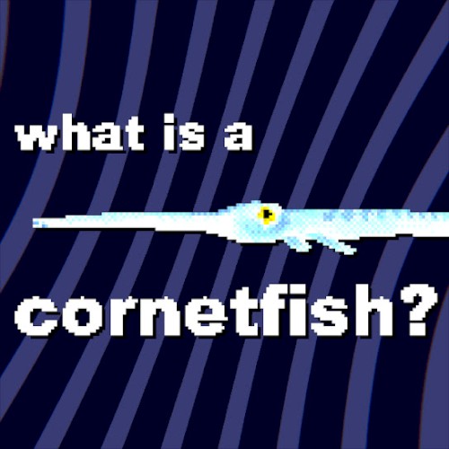 what is a cornetfish?