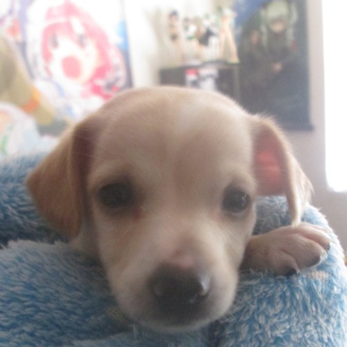 Baby Tator (2)