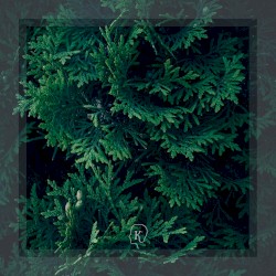 Enchanted Forests