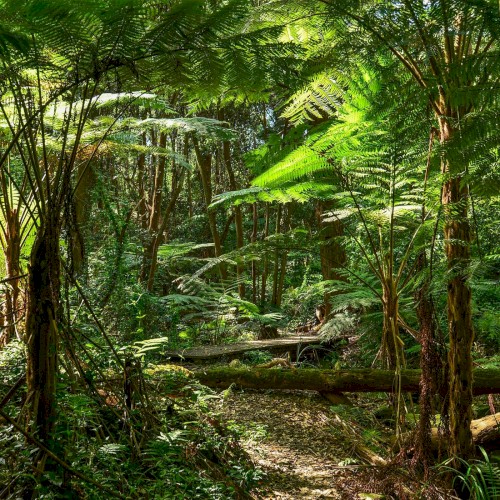 🌳