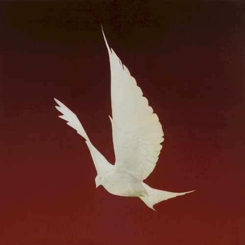 Dove