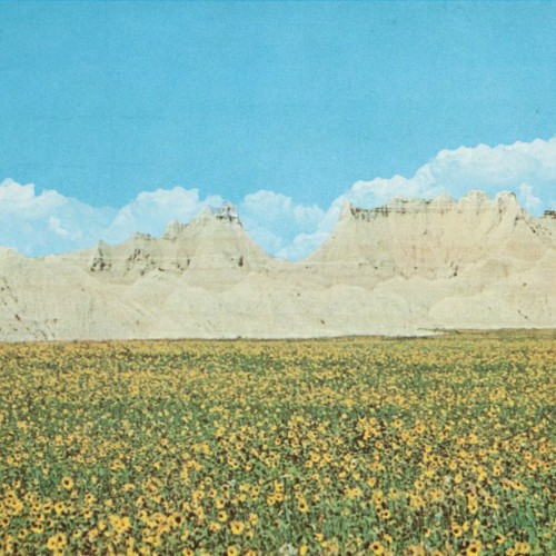 Dreams of a Sunflower River