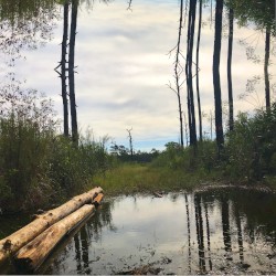 Images & Woods