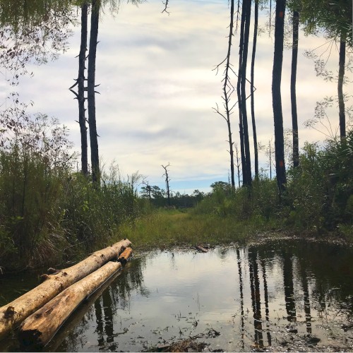 Images & Woods