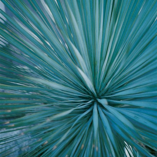Plant Trilogy