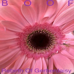 Rebirth Of Gerberdaisy