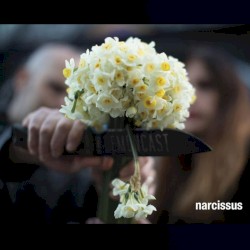 Narcissus