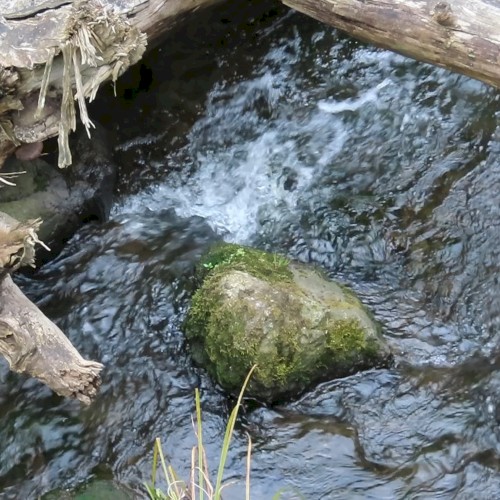 Horse Creek (Bothell, WA) (Camera Recording)