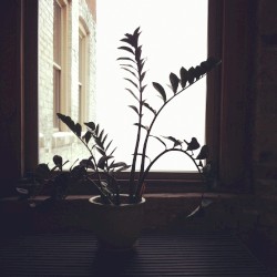 Observation of Shadows