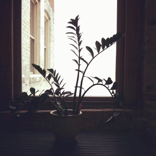 Observation of Shadows