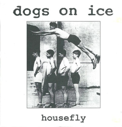 Housefly