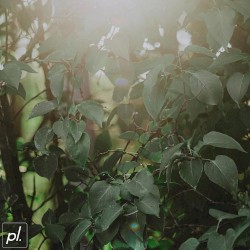 Breaking Light