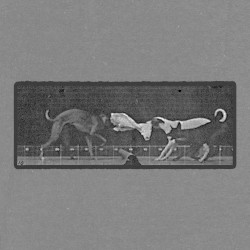 Three Dogs Fighting Over a Piece of Cloth