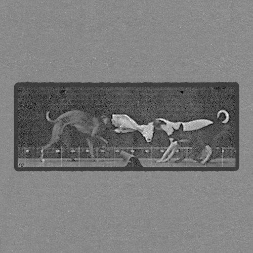 Three Dogs Fighting Over a Piece of Cloth