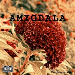 Amygdala