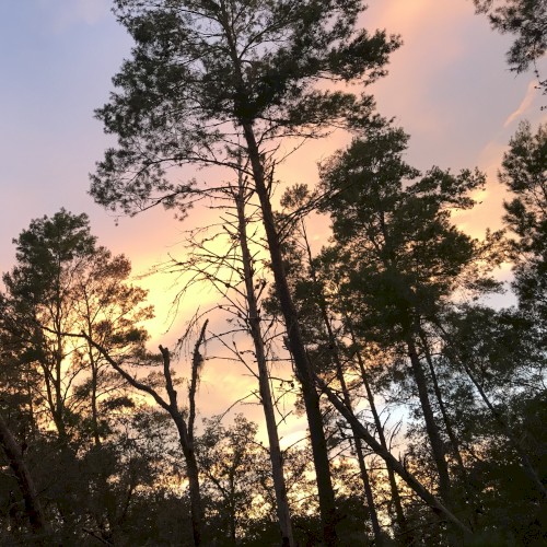 The Woods of Florida (as Seen in the 1990s, 2000s & 2010s)