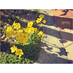 spring