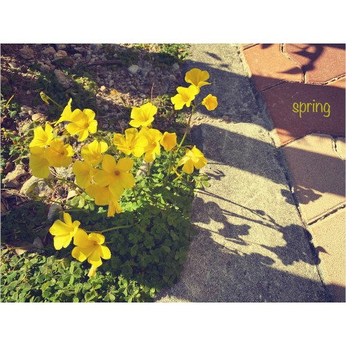 spring