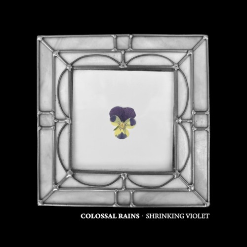 Shrinking Violet