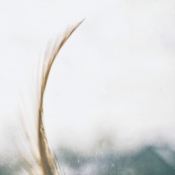 When the Monk Found a Feather