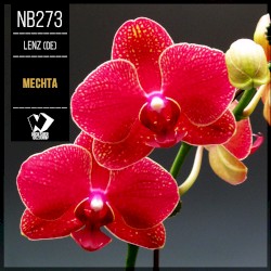 Mechta
