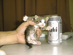 CatNeko