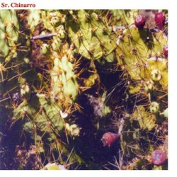 Sr. Chinarro