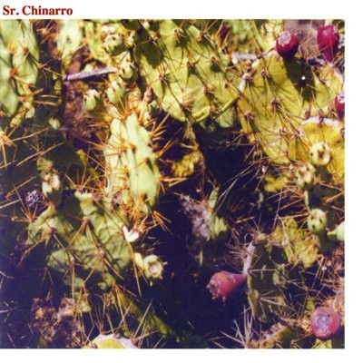 Sr. Chinarro