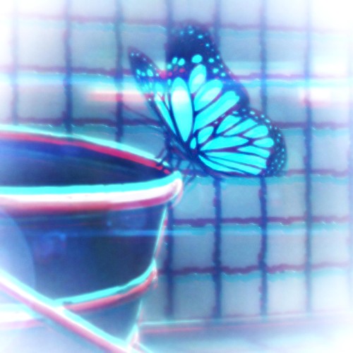★chrysalis★