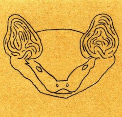 Bat
