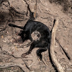 Director’s Cuts Deluxe - Instrumentals