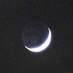 Tarab