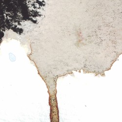 The Telescopes / Flavor Crystals Split 12"