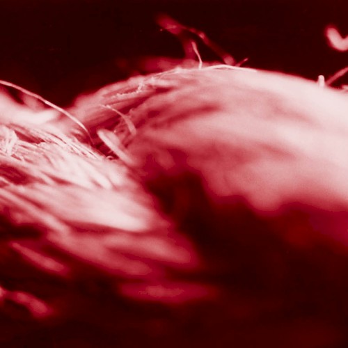 Fever EP