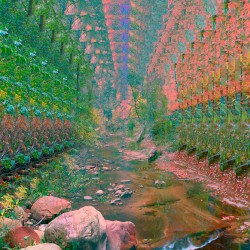 FLOWER BLOOM (Remastered)