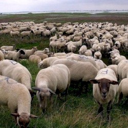 Grey Sheep EP