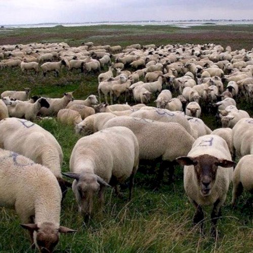 Grey Sheep EP