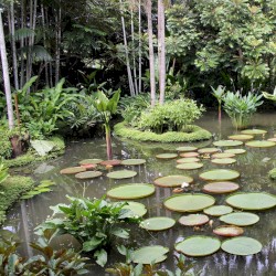 Der Kopfjäger von Singapur