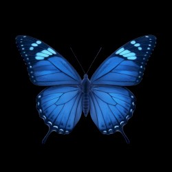 Butterflies