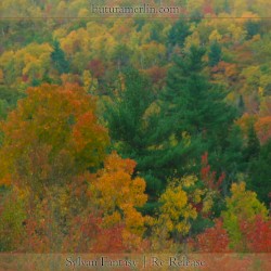 Sylvan Fantasy | Re-Release