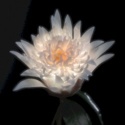 Time Is A Flower (Deluxe)