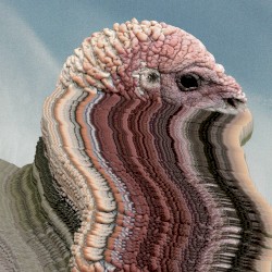 Bird Brains EP