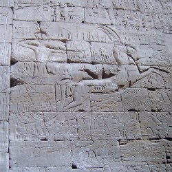 Egypt Strut