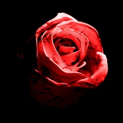 Romantic Homicide (Live)