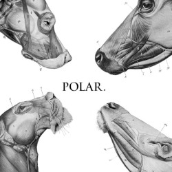 Polar.