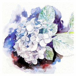 紫陽花