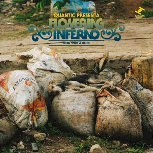 Dog with a Rope (Quantic Presenta Flowering Inferno)
