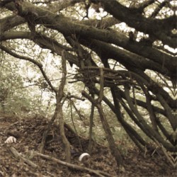 Under Bent Limb Trees (bonus disc)