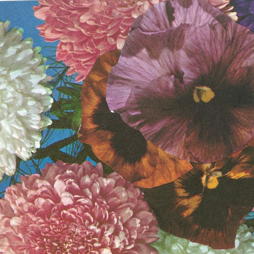 Annual Flowers in Color (OG mix)